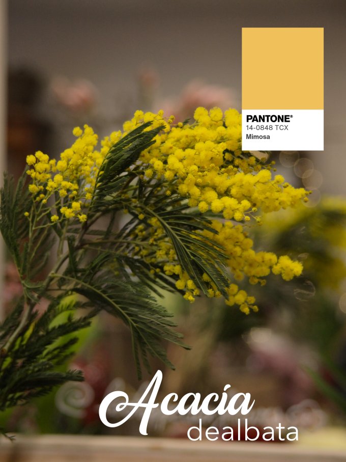 Fleurs de janvier photo 8